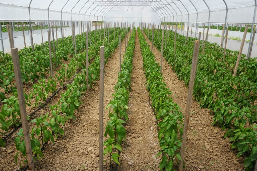 Les rangées de légumes poussent vigoureusement dans la nouvelle serre agricole offerte par Solidarité Kosovo au printemps 2020.