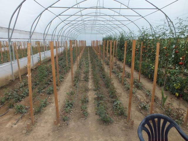 Des serres agricoles pour cultiver la solidarité et l’autonomie des enclaves chrétiennes