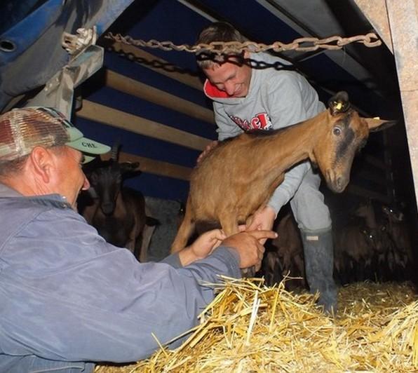 Ferme alpine au Kosovo : le troupeau de chèvres vient d’être livré