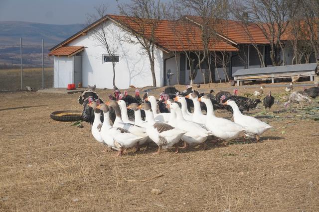 « Cocorico ! » pour la nouvelle ferme avicole de Novo Berdo