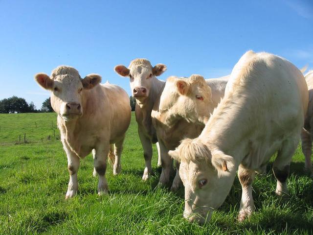 Construction d’une ferme bovine