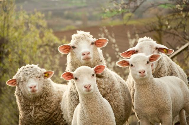 Convoi de Noël : les familles serbes recevront également des moutons