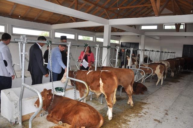 Inauguration de la ferme bovine à Novo Brdo