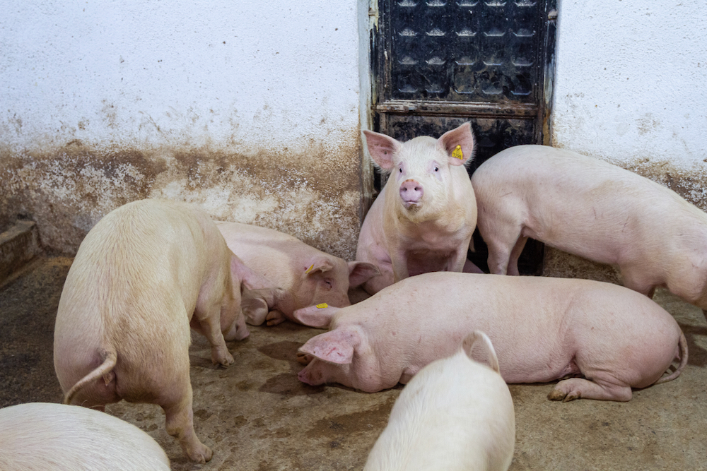 [Urgence inondations] Des cochons pour les familles sinistrées