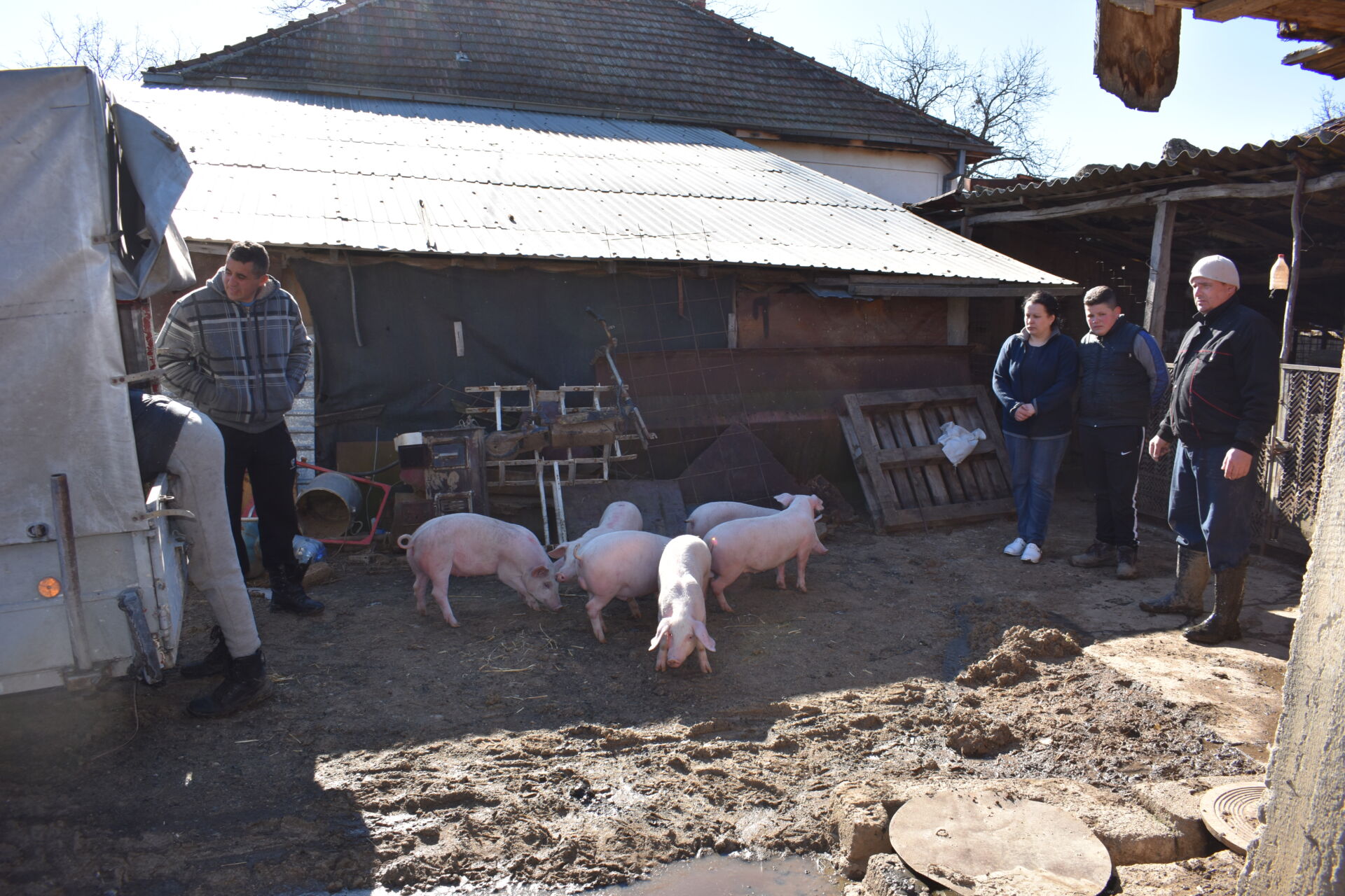 [Inondations] La distribution des cochons aux familles sinistrées a bien commencé