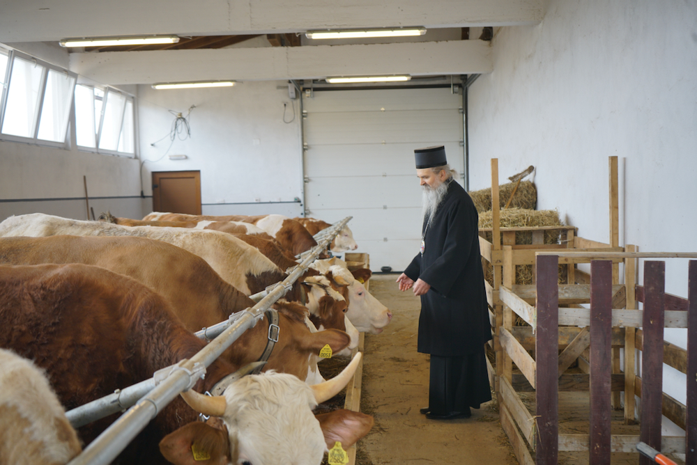 Inauguration de la ferme laitière de Gracanica
