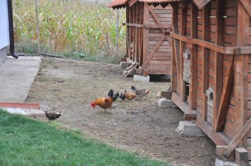 Construction d'une ferme bovine