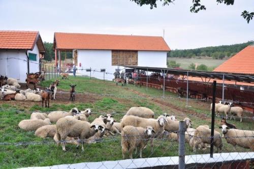 Construction d'une ferme bovine