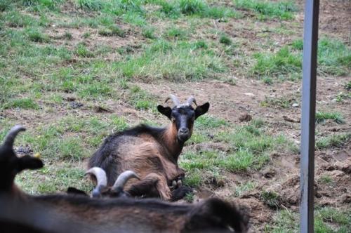 Construction d'une ferme bovine