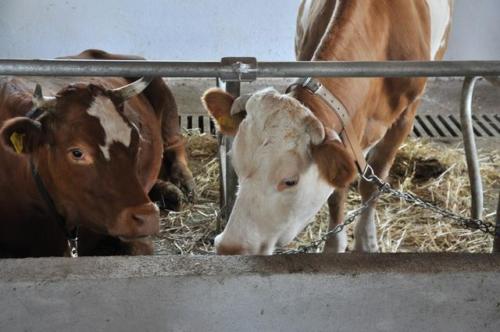 Construction d'une ferme bovine