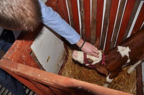 Construction d'une ferme bovine