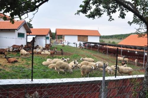 Construction d'une ferme bovine