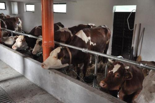 Construction d'une ferme bovine