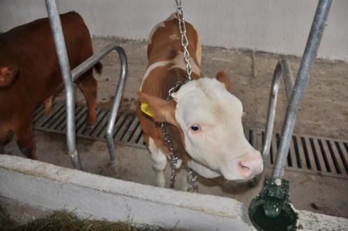 Construction d'une ferme bovine