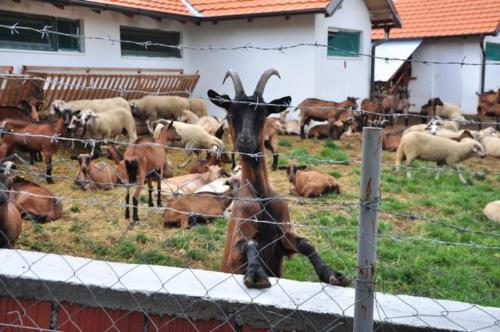 Construction d'une ferme bovine