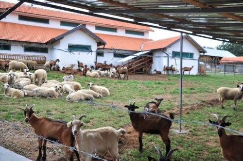 Construction d'une ferme bovine