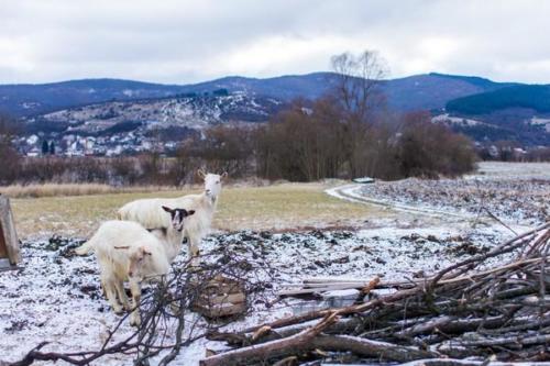 Convoi de Noël 2016